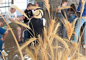 Artisanat - Tresser la Paille -  Septfonds transmet un art rural - Acteurs Locaux 82