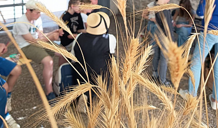 Artisanat - Tresser la Paille -  Septfonds transmet un art rural - Acteurs Locaux 82